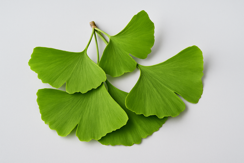 <p><strong>EKSTRAKT Z LIŚCI MIŁORZĄBU DWUKLAPOWEGO (</strong><em><strong>GINKGO BILOBA</strong></em><strong>)</strong></p>